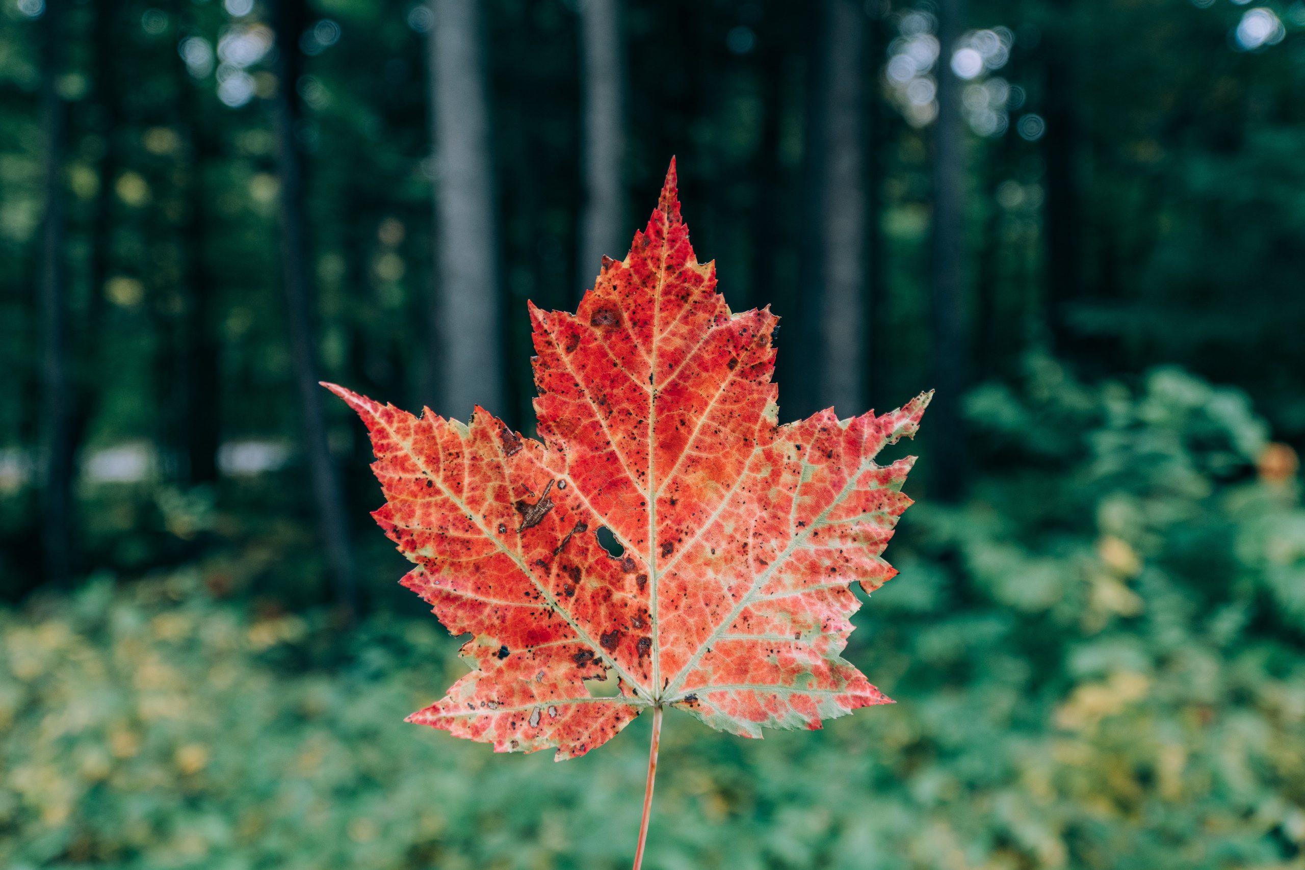 Autumn leaf changing colour to red